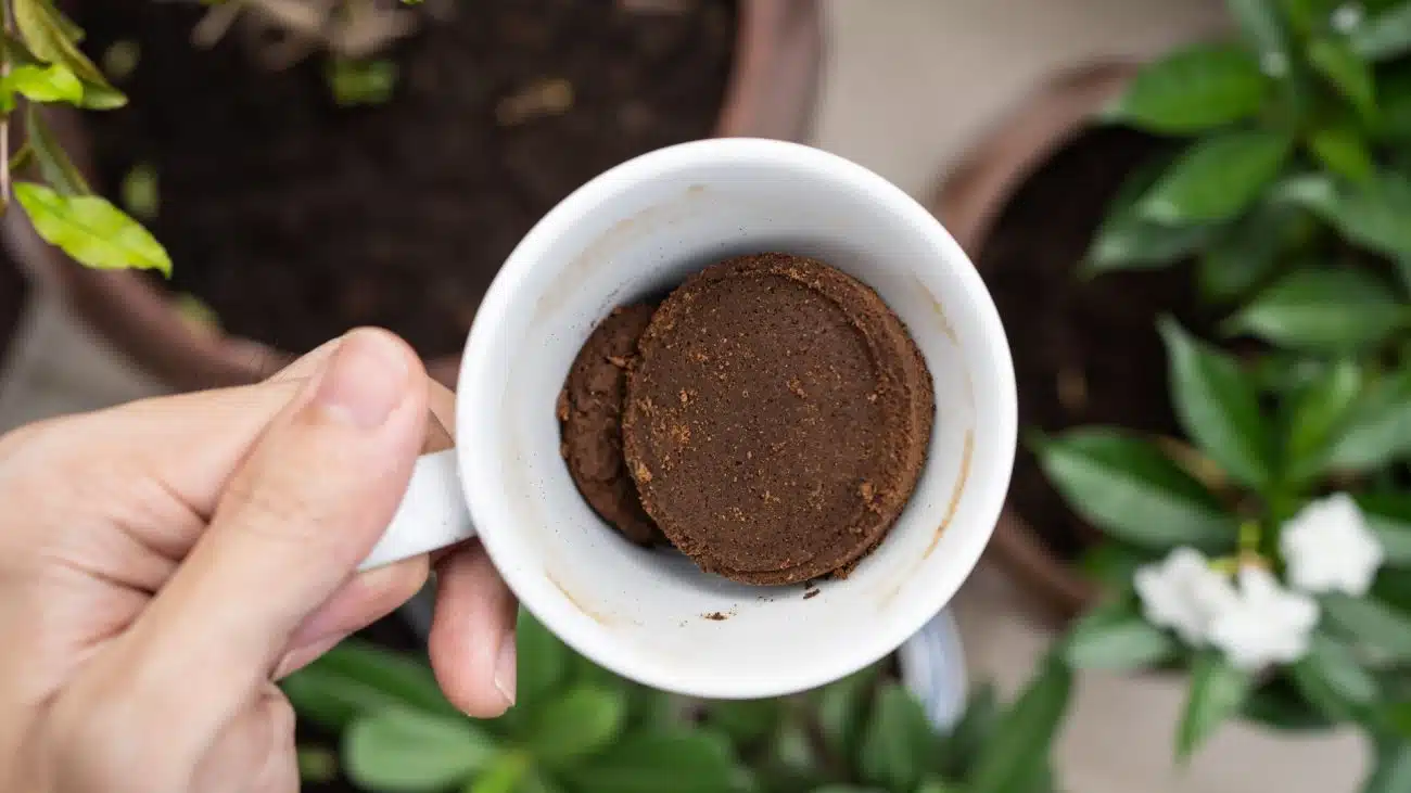 que faire avec du marc de café au jardin ?