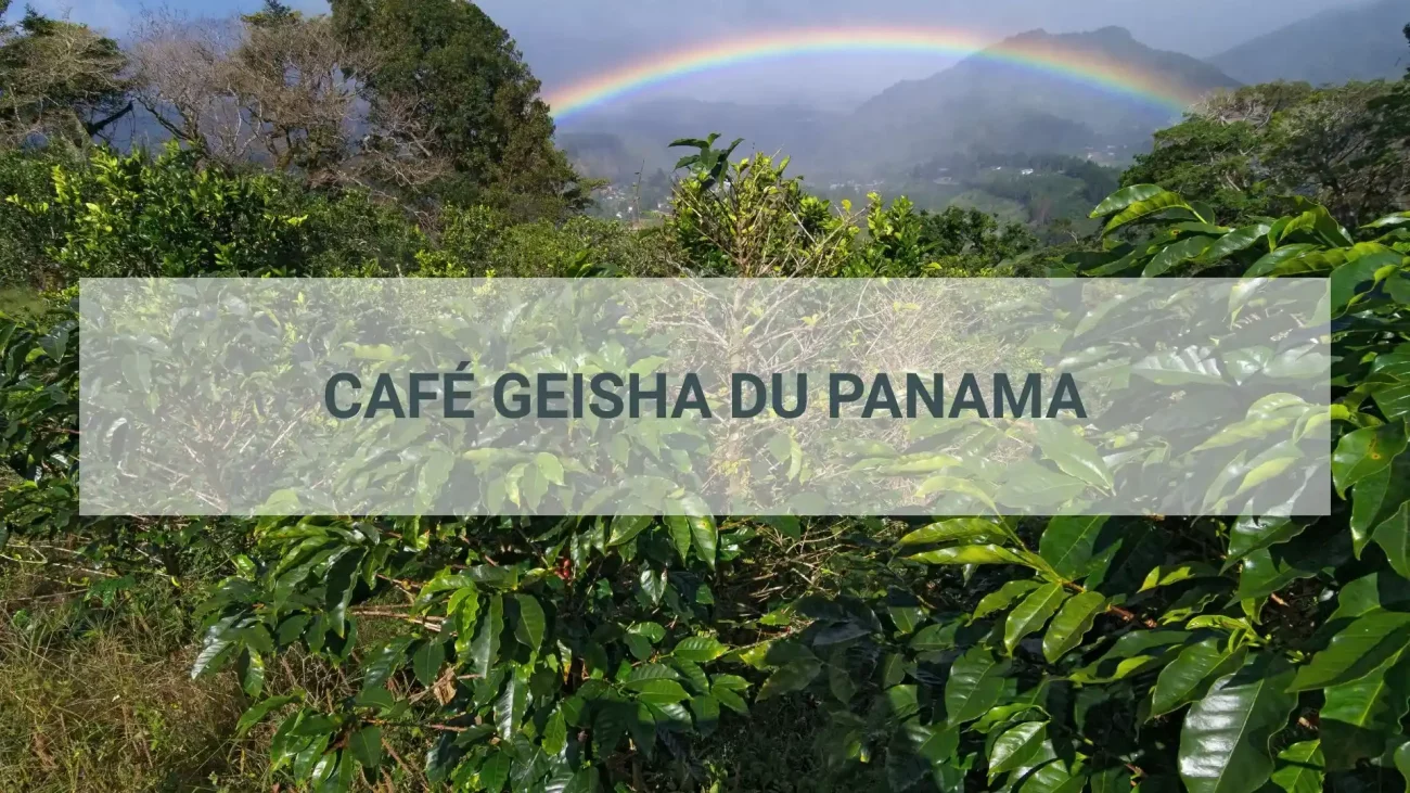 Café Geisha Du Panama