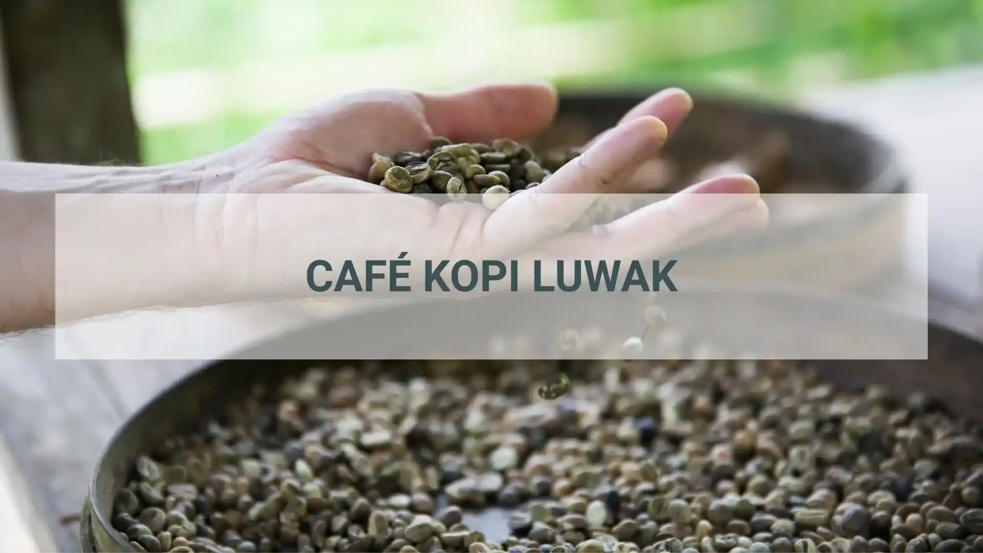 Café Kopi Luwak